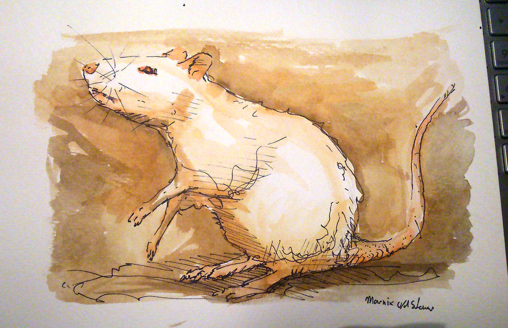 Rat Deviantart Rat 2 by Default03 on DeviantArt