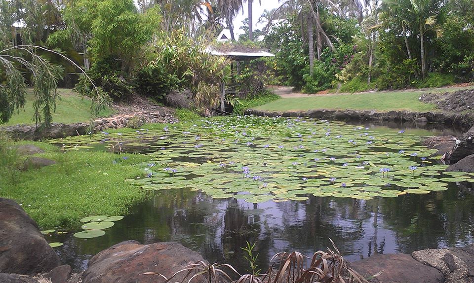 Lotus Pond