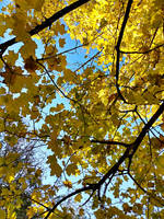 Sky and Leaves