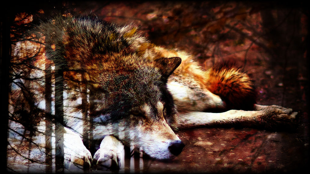 Wolf In Autumn Autumn Wolf Wallpaper Wolf's Soul In Autumn Dogs & Animals