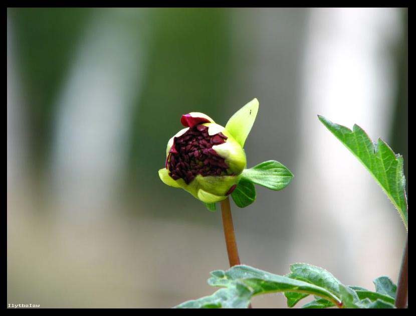 Flower bud