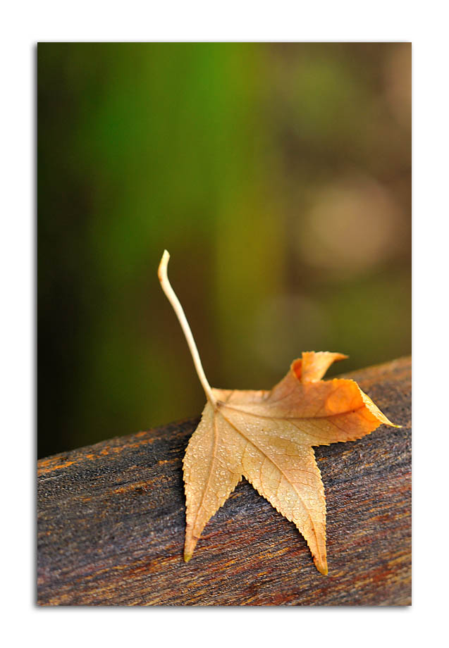 Fallen leaf