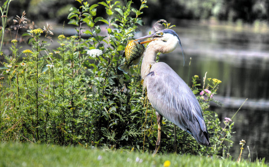 Great Blue Heron Catch