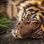 Sleepy tiger