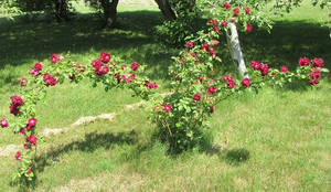 Long Rose Bush