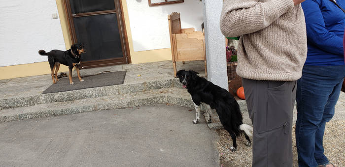 Farm Dogs in Germany