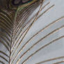 Peacock Feather