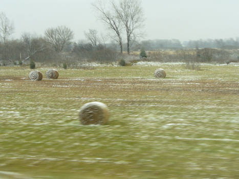 Frosted Hay Bales