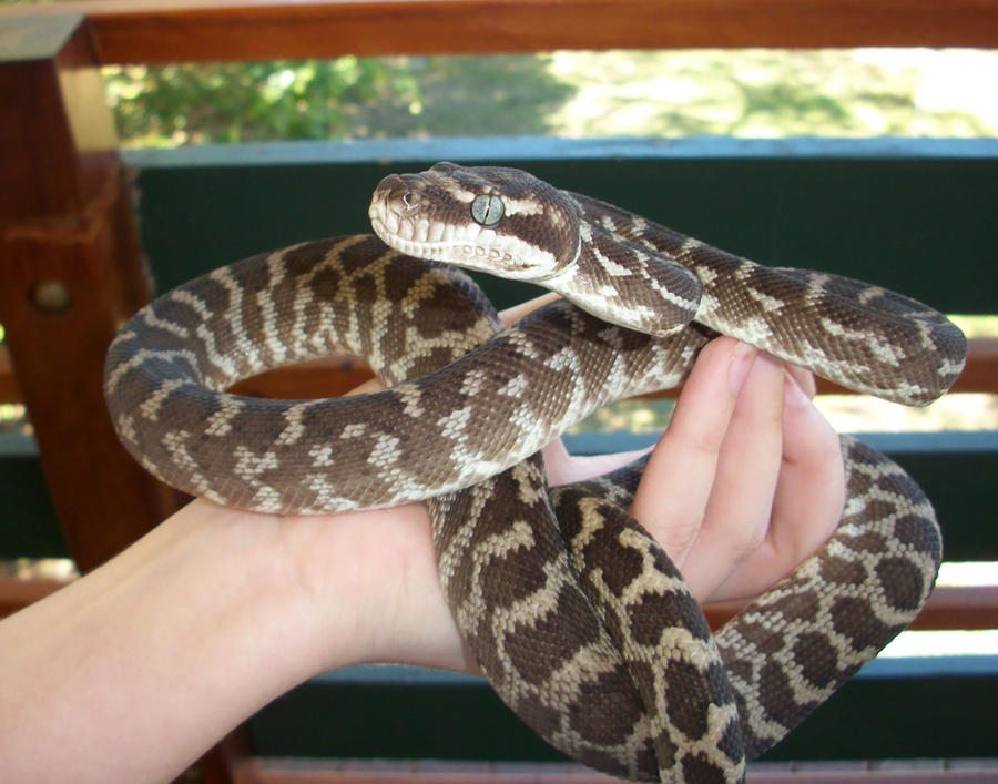 Kali Rough Scaled Python By Regurgitatedflesh On Deviantart