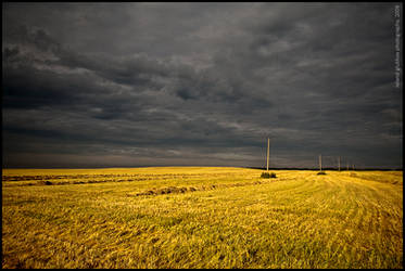 Field in yellow colors