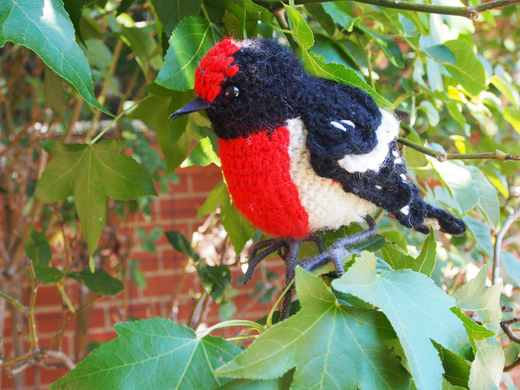 Sherlock the Red capped robin by silvergirl919 on DeviantArt