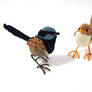 Mr Blue Wren and his date