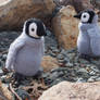 Crochet emperor penguin chicks