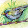 Watercolor Bird