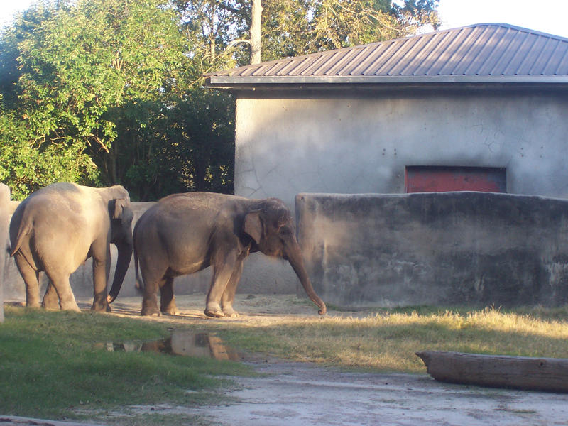 Indian Elephant