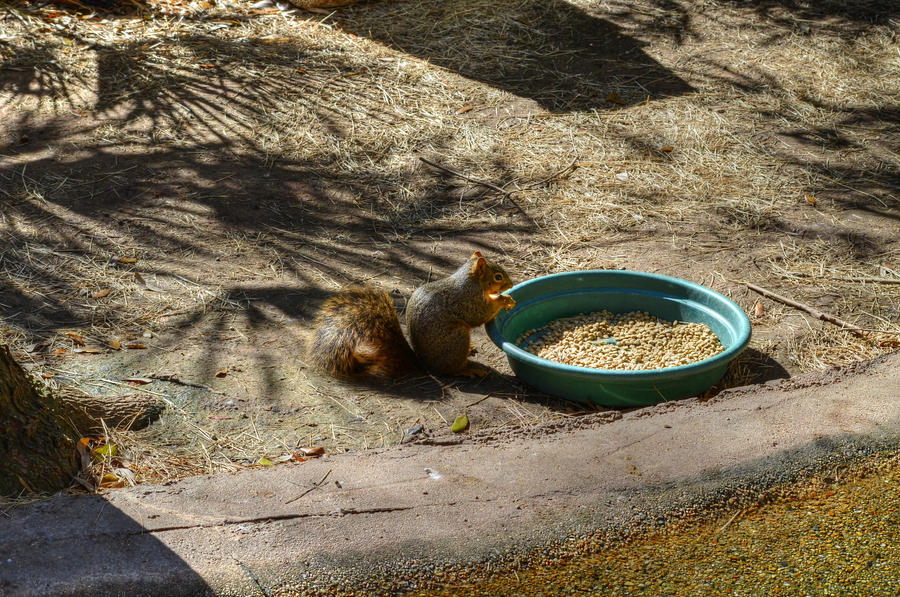 Squirrel