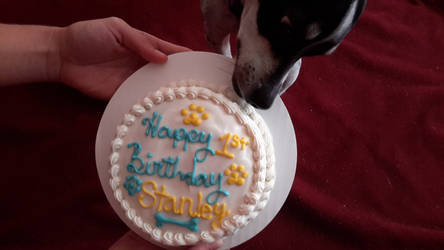 stanley having a taste of his birthday cake