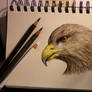 Eagle study