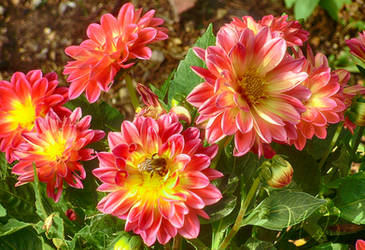 Dahlias With A Bee