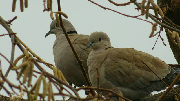Two In Winter