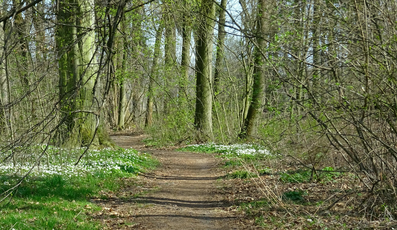 Two Paths Spring Path In Spring by MoniB-Reb on DeviantArt