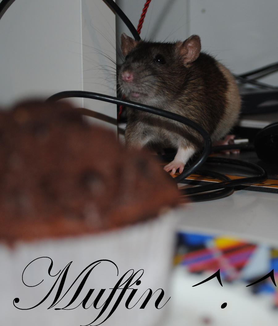 Muffin rat x3