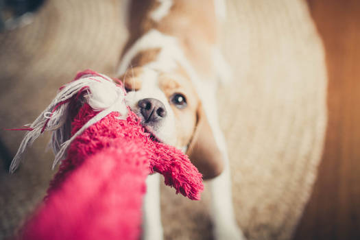 Tug of War.