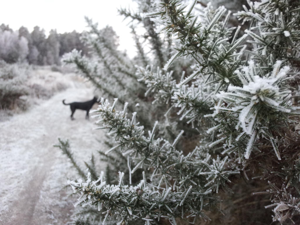 Icy Thorns