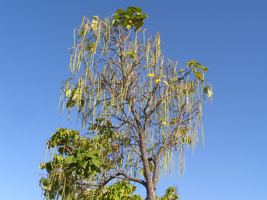 Stringy tree by Tharamin-Thar on DeviantArt