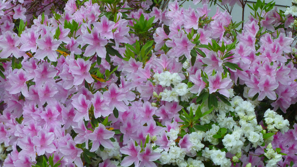 Pink With White Flowers