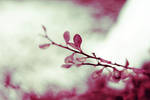 Sweet.Winter.2 by dyingFORdreams