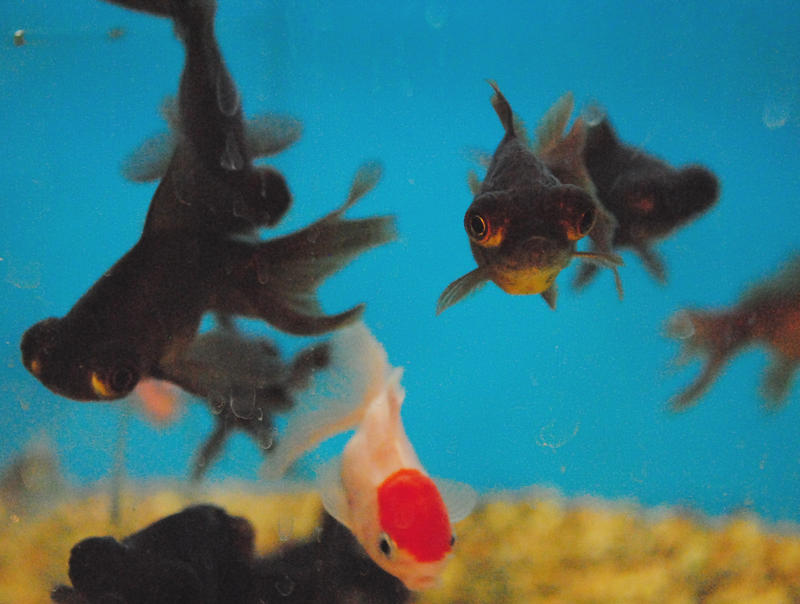 Grumpy gills by C0rky on DeviantArt