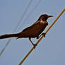 Blackbirds on Watch