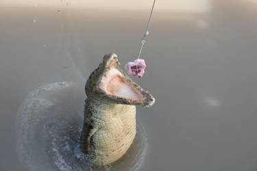 Feeding a Crocodile