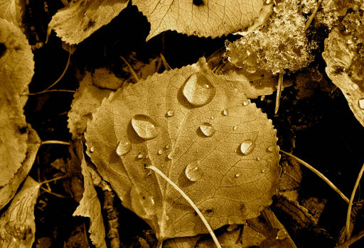 autumn leaf macro