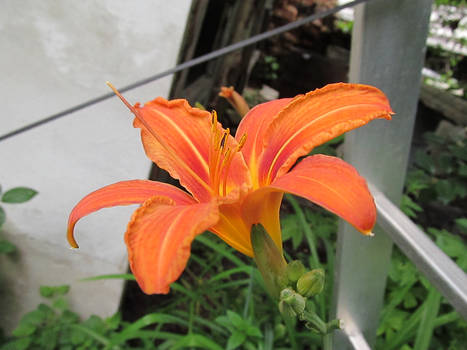 Daylilly 3