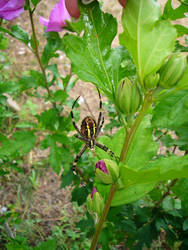 Wasp Spider o_O