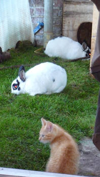 Bunnies Brazen en Cute looked upon by Little Amber