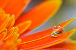 Single Drop. by ClaraSchoebel