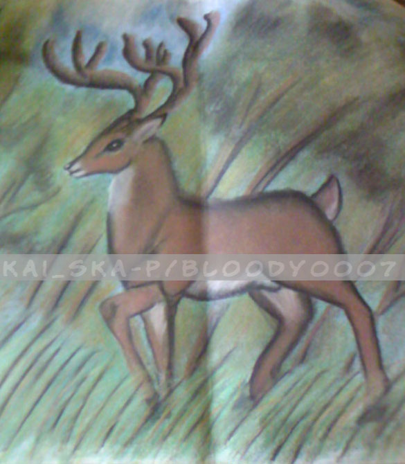 white tail deer2