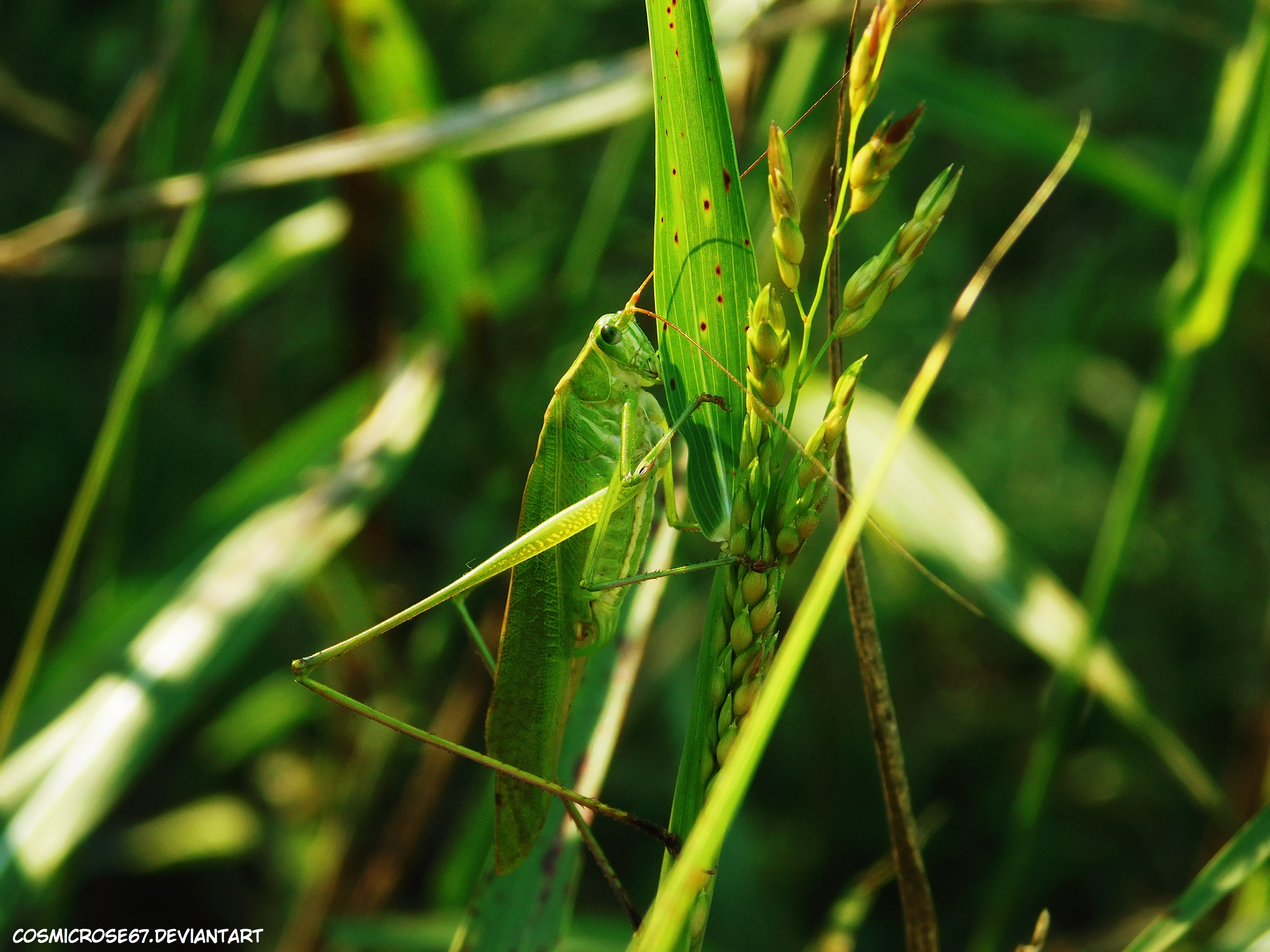 Bush Cricket