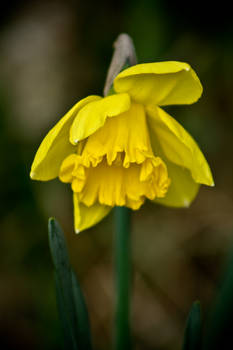 Yellow flower