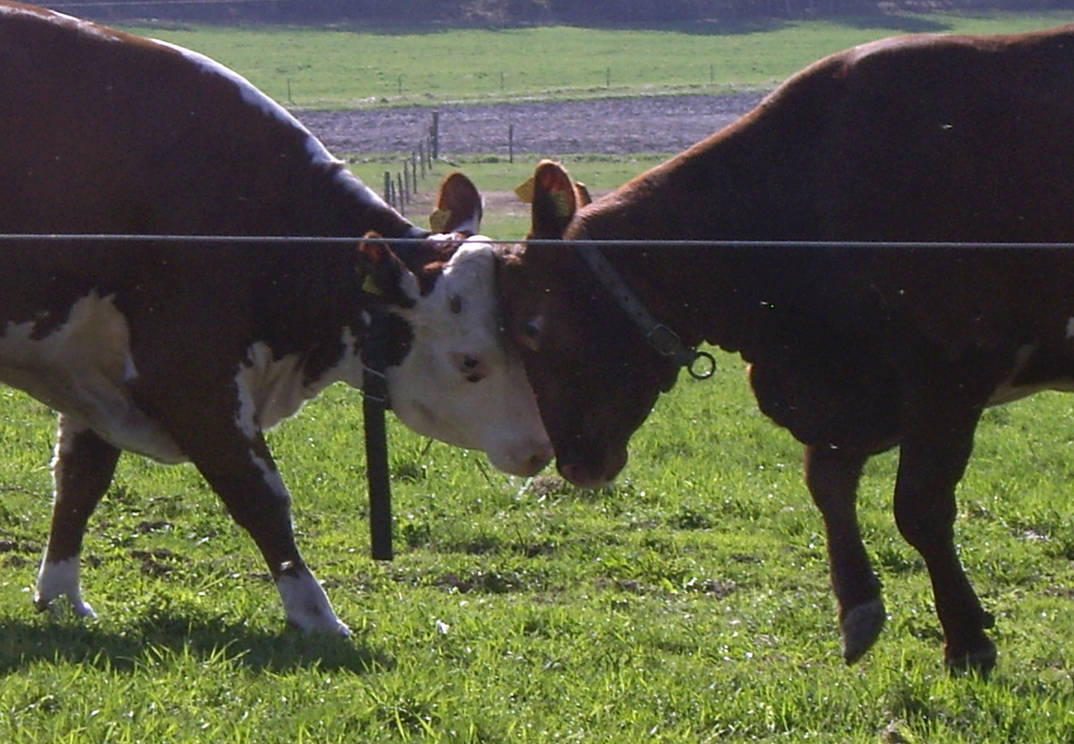 Sorting out the differences by decors on DeviantArt