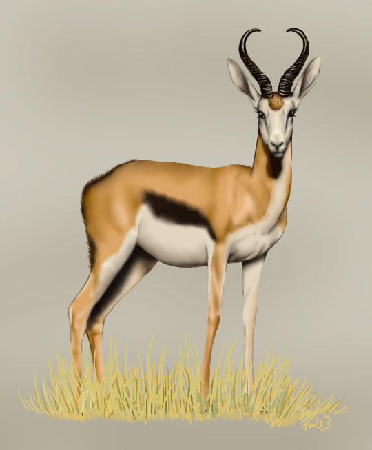 Springbok by decors on DeviantArt
