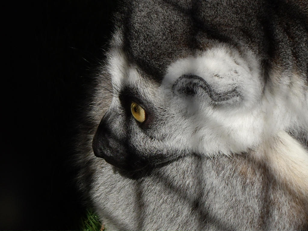 Ringtailed lemur - Beauty behind bars