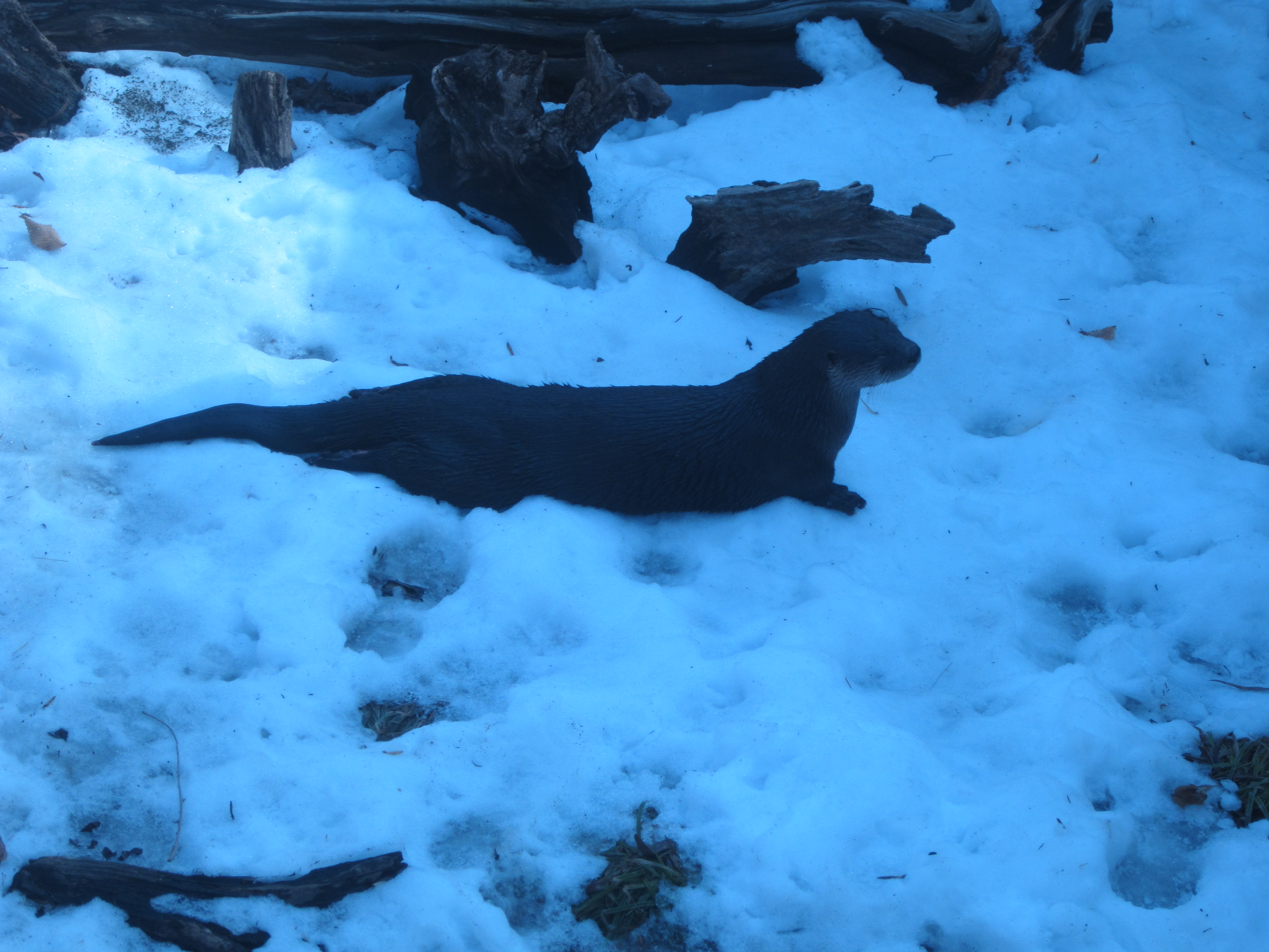 Otter on Ice