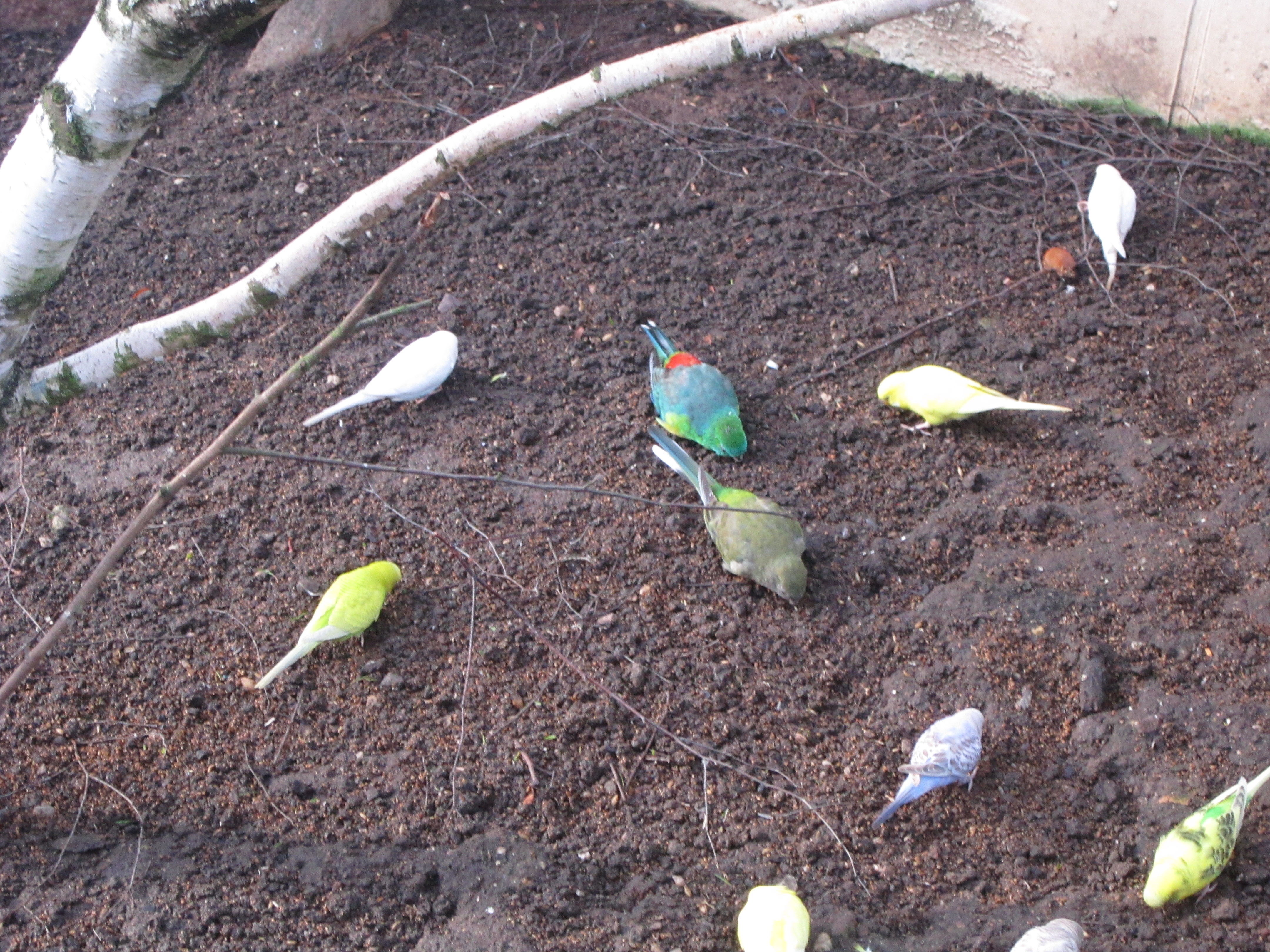 Parakeets