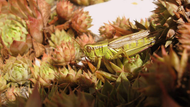 sauterelle grasshopper