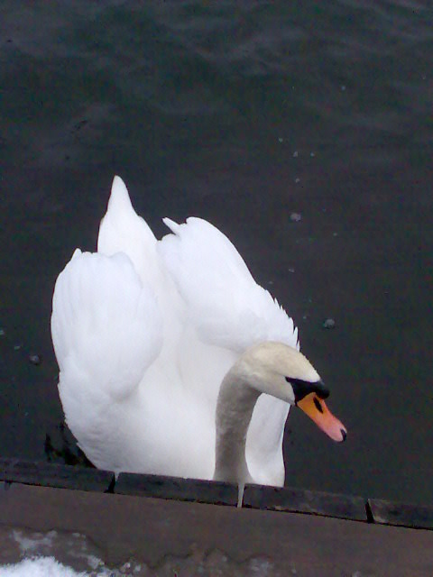 Swan again...