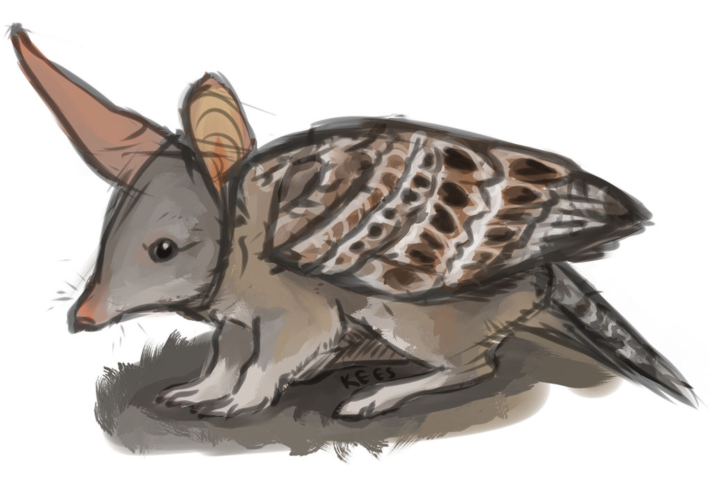 Skvader Dnd an australian skvader by Etomo on DeviantArt